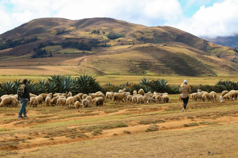 Students walking amid a herd of alpacas